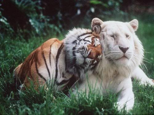 tigre.jpg