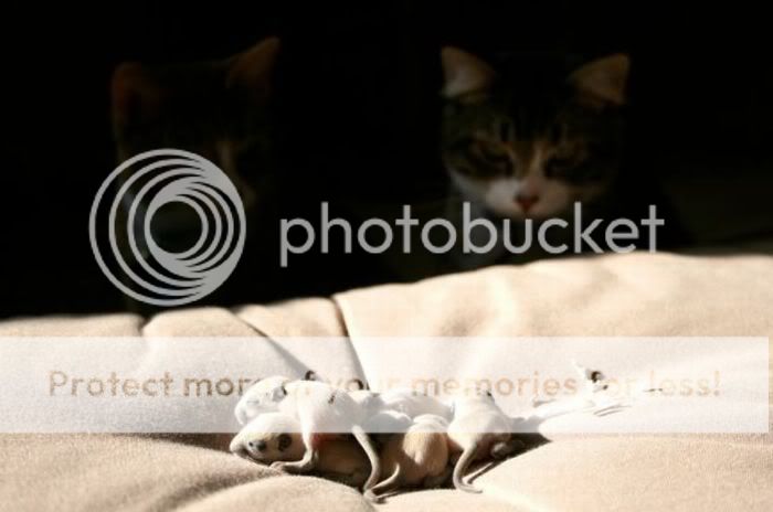 pics-0001.jpg