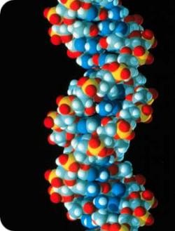 genes-foto.jpg