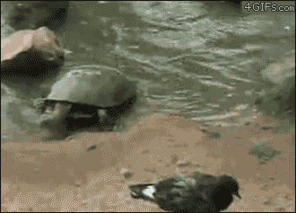 tumblr_m54bkg0fnw1qdlh1io1_400.gif