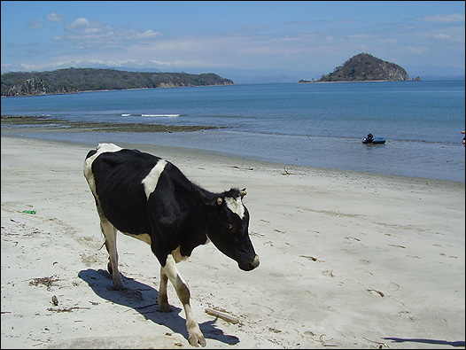 090815170629_vaca_paniagua_395.jpg