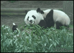 tumblr_lxg78cozXO1qmrnioo1_250.gif