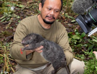 rats.png