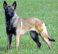 pastor-belga-malinois.jpg