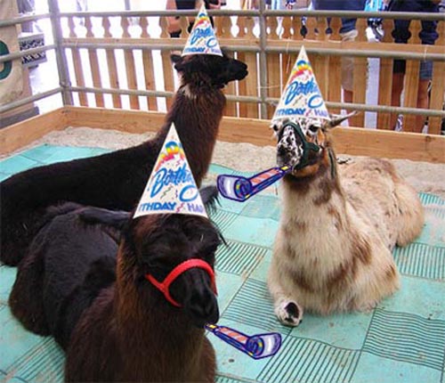 design-milk-birthday-llamas.jpg
