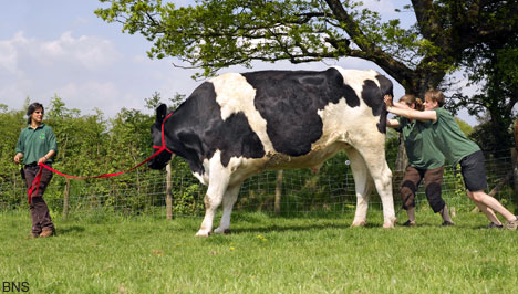 bigcowBNS_468x266.jpg