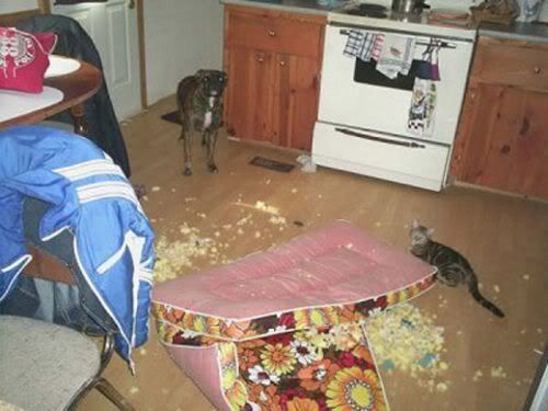 dogs-making-a-mess-17-4.jpg