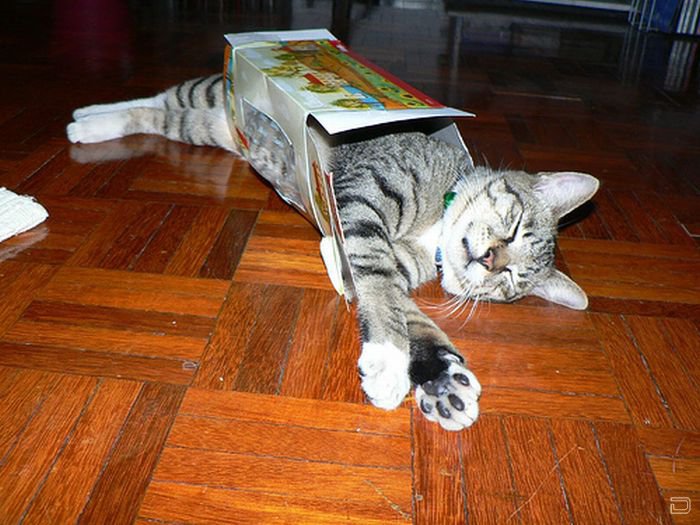 1268209381_cat-sleeping-in-the-box-23.jpg