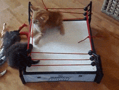 tumblr_m15g5xsWDZ1qja3fho4_250.gif
