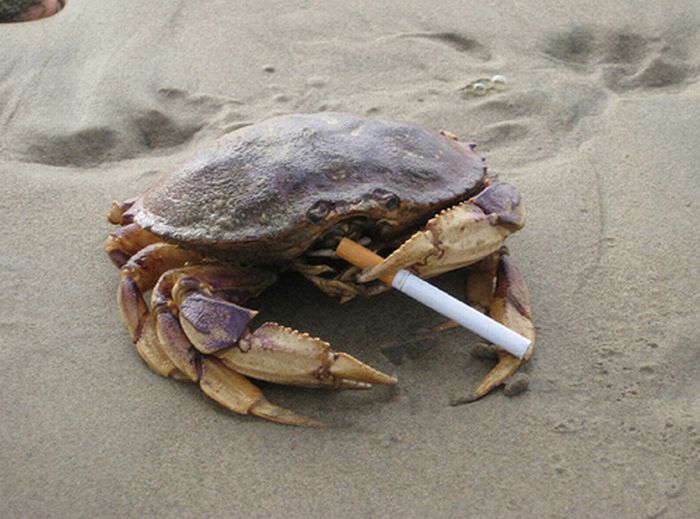 crabs_smoking_cigarettes_10.jpg