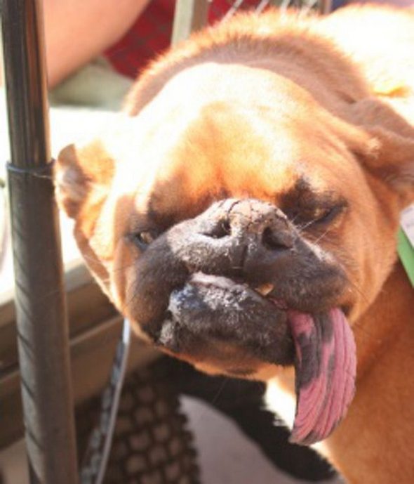 ugliest-dog-in-the-world-18.jpg