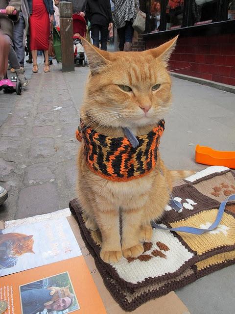 bob-el-gato-callejero-que-cambio-vida-un-musi-L-CHTffP.jpeg