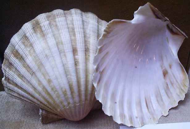 conchas.jpg