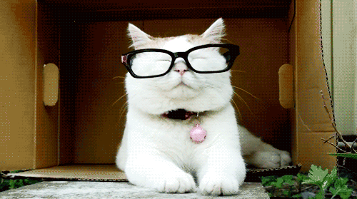 tumblr_luet1x3k4E1qg2z5vo1_500.gif