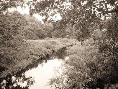 swamp1.jpg