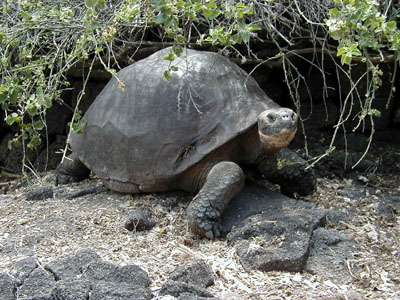 giant_tortoise.jpg