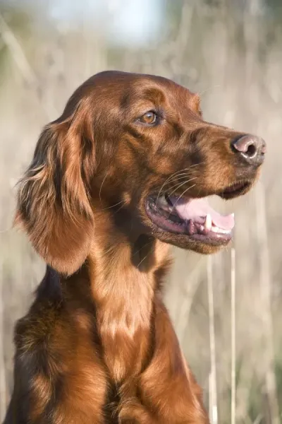 dog-red-setter-irish-setter-head_1314747.jpg