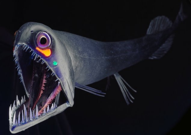 pez-dragon.jpg
