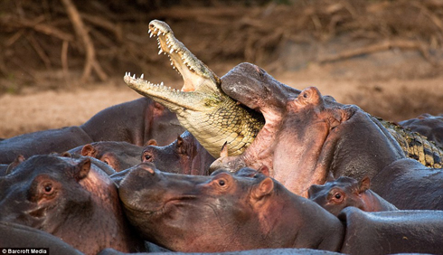 croc-killed-by-hippos-2-vaclav-silha-16-11-20091.jpg