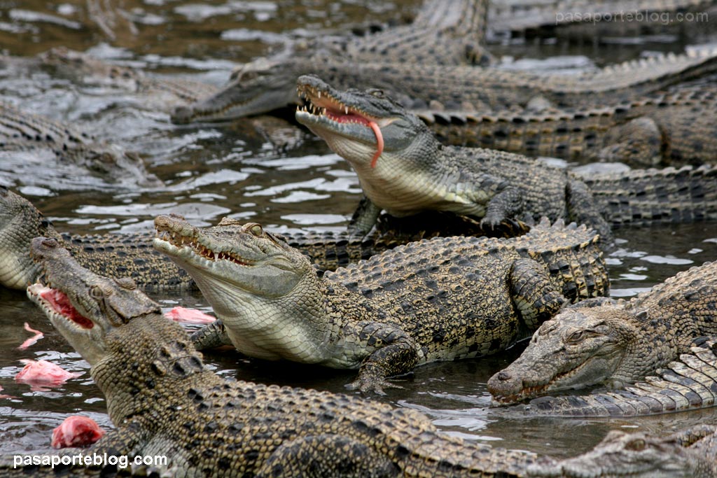 cocodrilos_asesinos.jpg