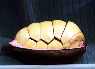 kola_nut_pod.jpg