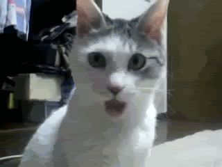 OMGCAT-4.gif