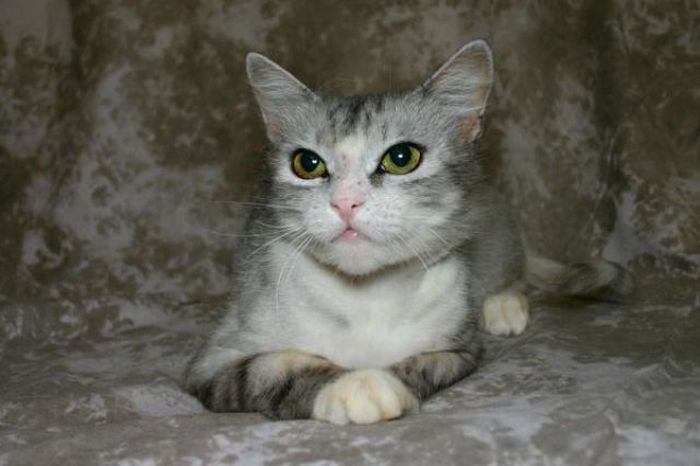 cats_26.jpg