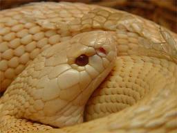 foto-cobra-albina.jpg