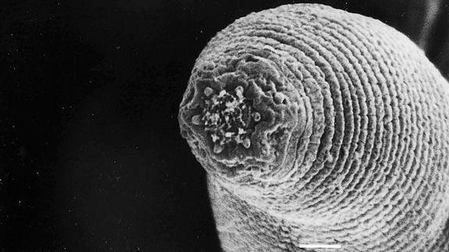 devil-worm-nematode-found-in-mine_36157_600x450--644x362.jpg