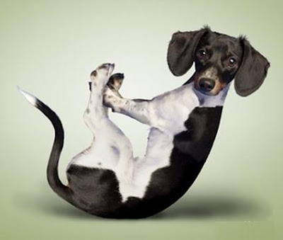 yogadogs8.jpg