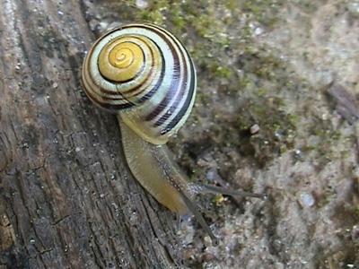 caracol-tronco.jpg