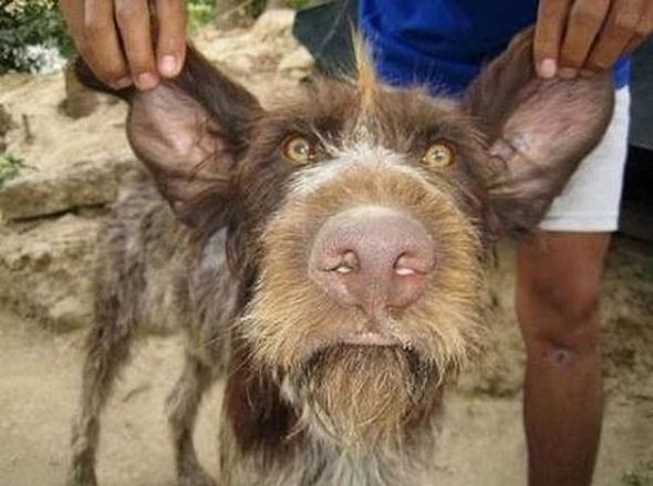 ugliest-dog-in-the-world-10.jpg