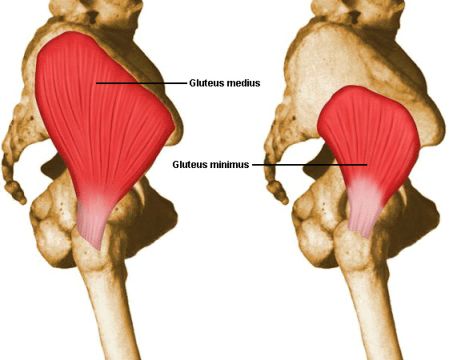 gluteo%20medio.jpg