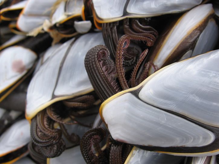 percebes-fotografias-7.jpg