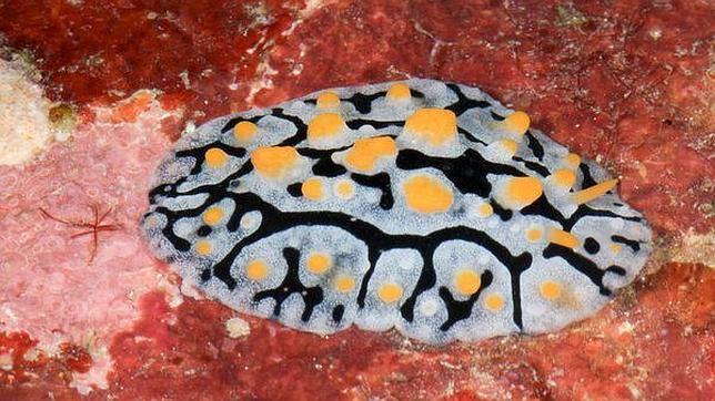 philippines-new-species-rare-animals--644x362.jpg