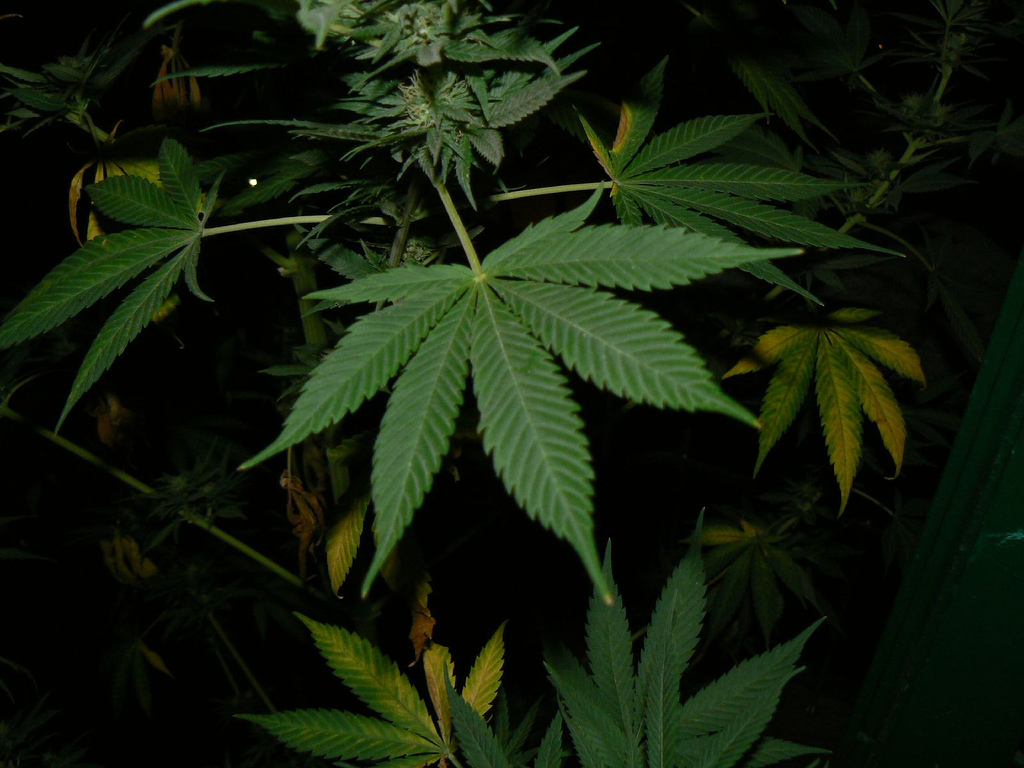 marihuana.jpg