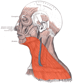 250px-Platysma.png