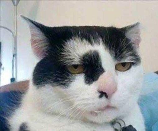 gato_serio.jpg
