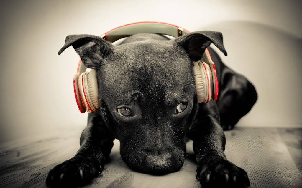 dog-with-headphones.jpg