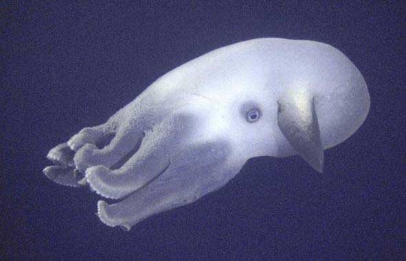 pulpo-dumbo.jpg