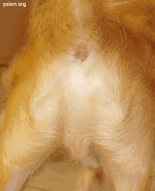 DogButtJesus.gif