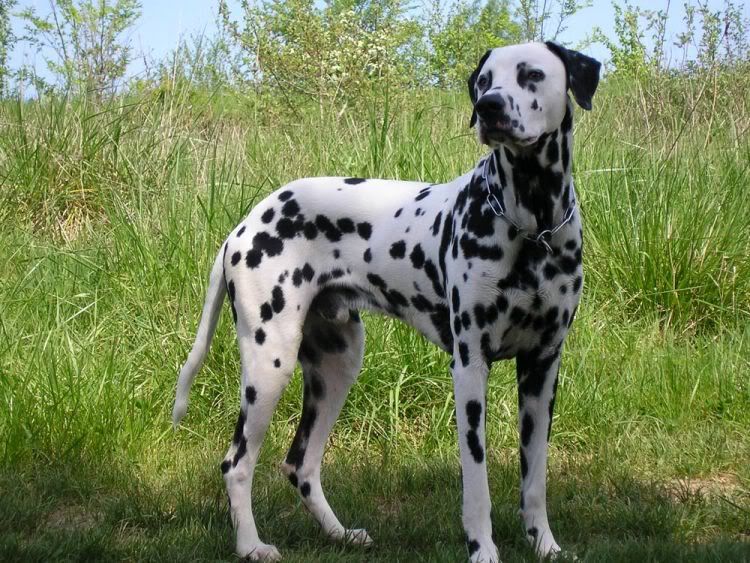 fotos-perros-dalmata_a.jpg