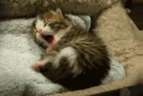 tumblr_lnov1gsfbx1qbmf8z.gif