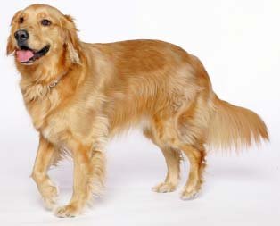 golden-retriever.jpg