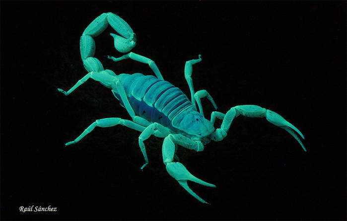 hadrurus-noche4_copia.jpg