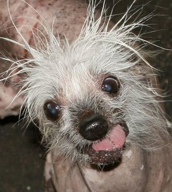ugliest-dog-in-the-world-19.jpg