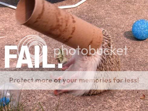 hedgehog_fail.jpg