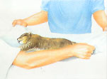 gato_respira.jpg
