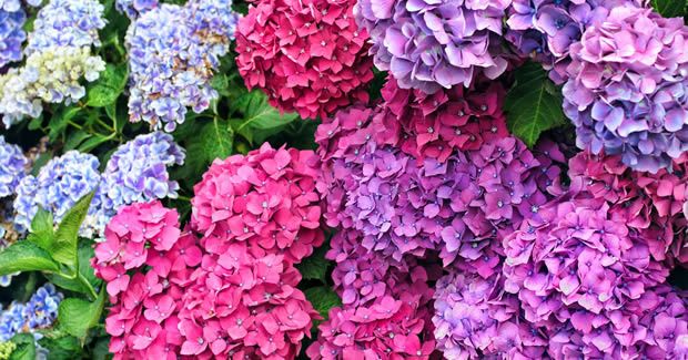 22-hortensias.jpg