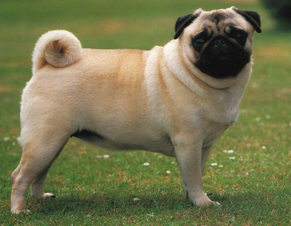 pug.jpg
